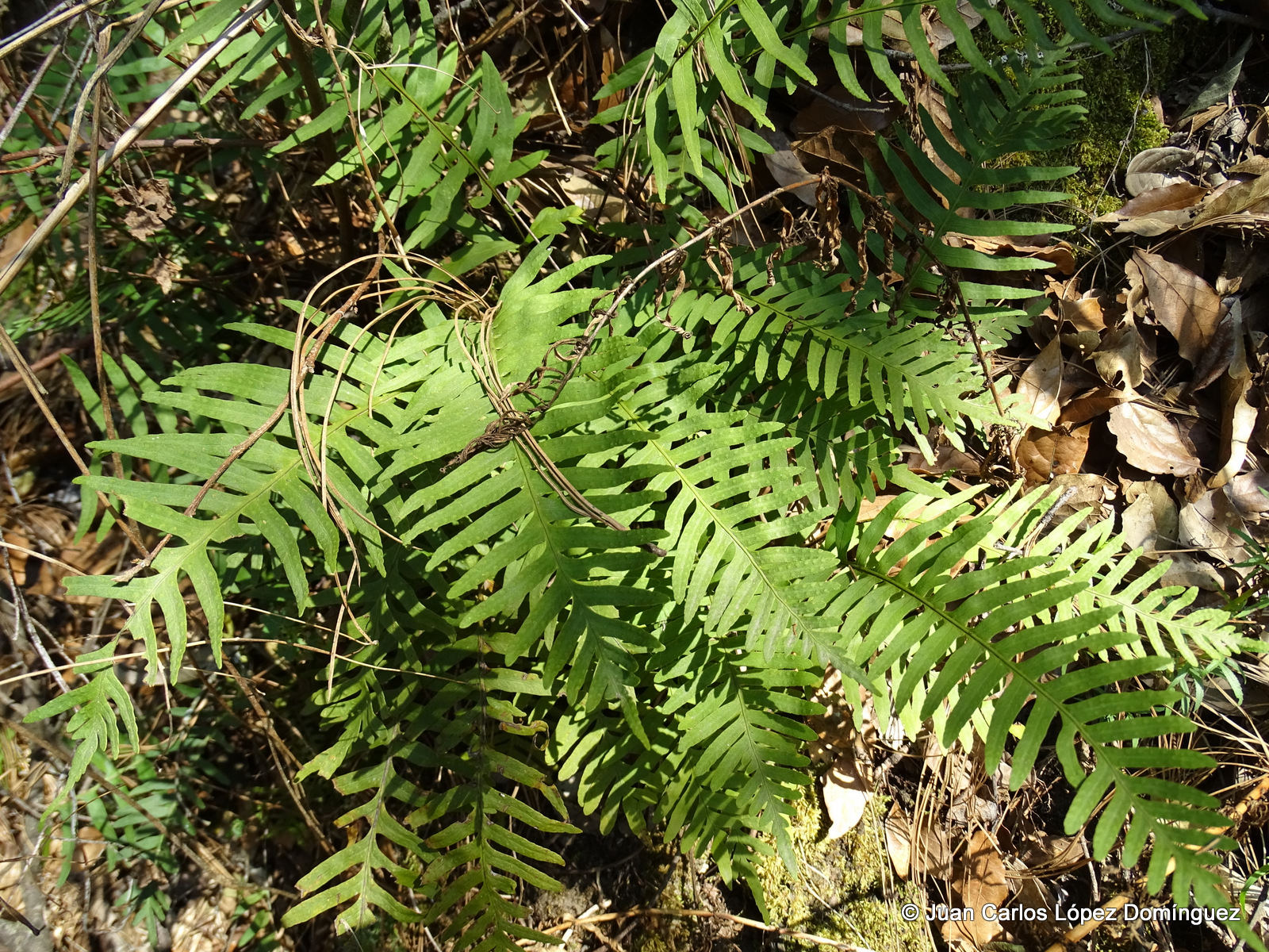 Polypodium plesiosorum